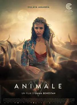 映画『Animale (2024)』ブルーレイ[Blu-ray-BOX]1 -DISC